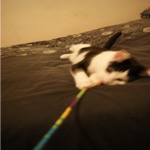 Mister Playful